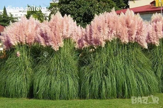 Пампаска трева розова, Cortaderia Sellona Roseа, снимка 2 - Градински цветя и растения - 55337096