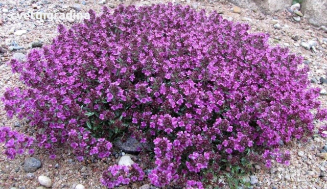 Thymus serpyllum ‘Shepherds’ / Пълзяща мащерка