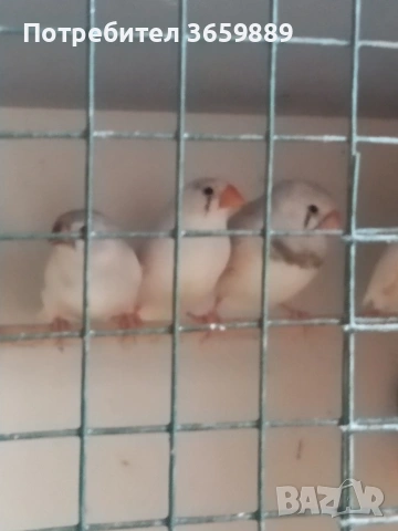 зеброви амадини, снимка 6 - Амадини - 54448157