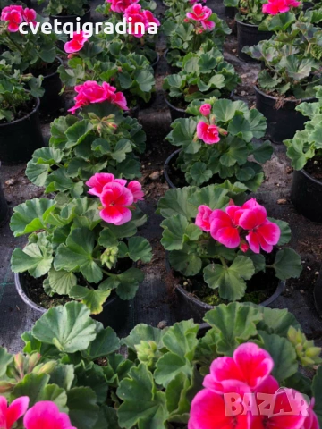 Pelargonium zonale (Моловка), снимка 2 - Градински цветя и растения - 53974671