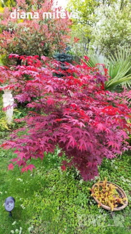 Японски Клен, Аcer palmatum Аtropurpureum