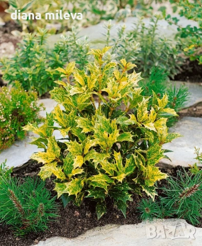 Османтус Гошики, Osmanthus heterophyllus Goshiki, снимка 2 - Градински цветя и растения - 54609924