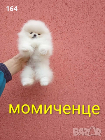 Бели мини Померан и. Реални снимки от 04.04.26 г. , снимка 5 - Померан - 54012750