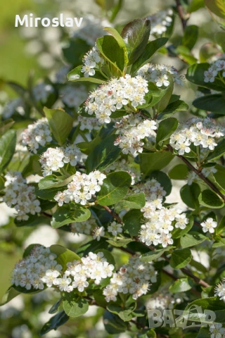 Арония „Викинг“, снимка 6 - Градински цветя и растения - 54124160