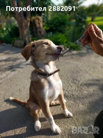 Подарява се 5 месечно женско куче