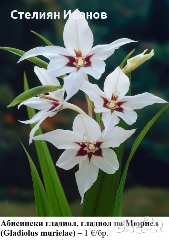 Абисински гладиол, гладиол на Мюриел (Gladiolus murielae) - грудки, снимка 1 - Сортови семена и луковици - 53659121