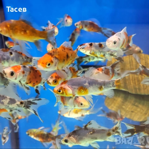 Комети 8-9см