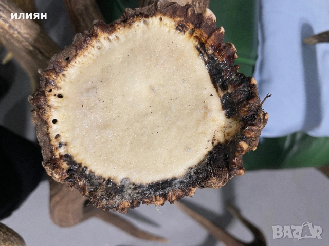 Рога елен 4 броя 13,3 кг. , снимка 9 - Други ценни предмети - 54103807