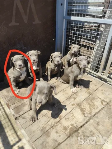 ТОП Американско були хл American bully xl ABKC, снимка 8 - Други - 55134203