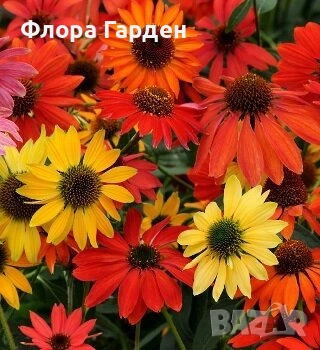 МНОГОГОДИШНИ ЦВЕТЯ, снимка 2 - Градински цветя и растения - 54414684