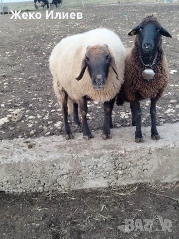 Продавам плевенски черноглав коч, снимка 4 - Овце - 54200369