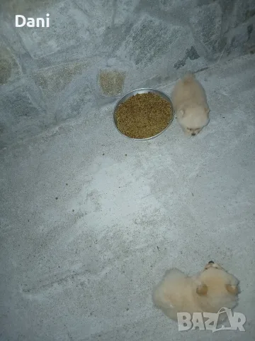 Mini Pomeran sladyri, снимка 9 - Померан - 55631937