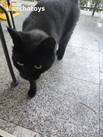 Черно коте, около 3г, снимка 2 - Други - 55494165