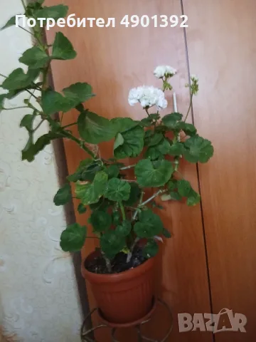 Продавам бяло мушкато
