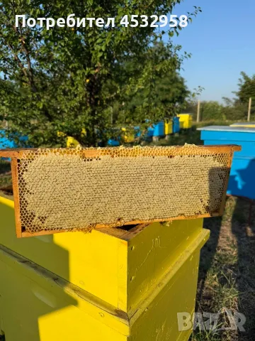 Пчелен мед, реколта 2026, букет, снимка 6 - Пчелни продукти - 55695152