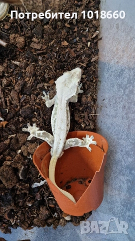 Ресничести гекони / crested gecko / correlophus ciliatus