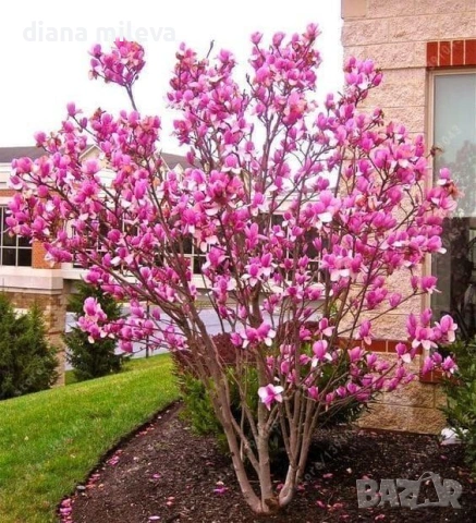   Магнолия Сюзън, Magnolia Susan, снимка 3 - Градински цветя и растения - 54805757