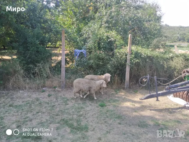 Продавам агнета, снимка 2 - Овце - 54613643