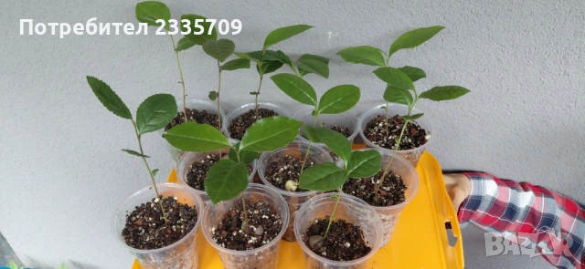 Китайски чай Camellia sinensis - растения