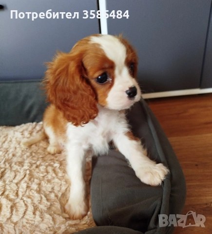 Кавалер Кинг Чарлз шпаньол, снимка 5 - Кавалер кинг чарлз шпаньол - 54469770