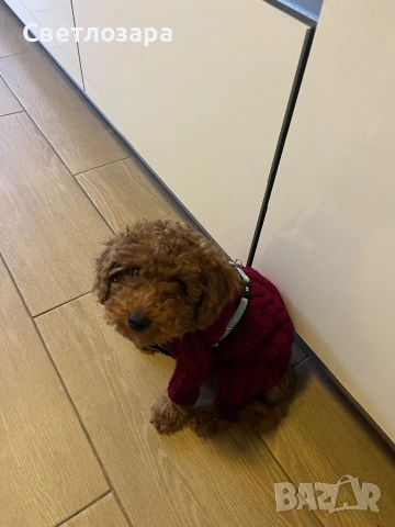 Пудел той СПЕШНО