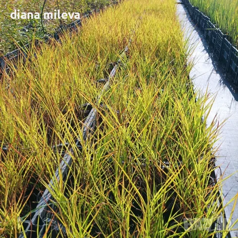 Мискантус Пурпурасценс, Miscanthus sinensis 'Purpurascens' студоустойчива, декоративна трева!!!, снимка 6 - Градински цветя и растения - 55420080