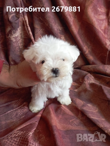Мини малтезер, снимка 2 - Болонка - 54235806
