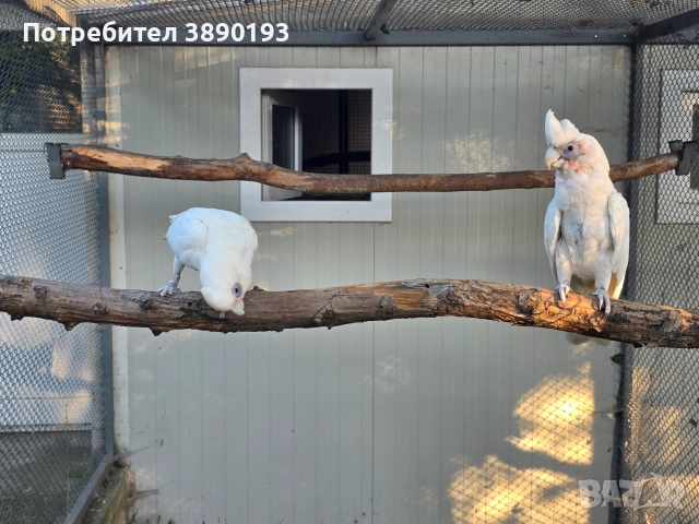 Двойка гоалик какаду