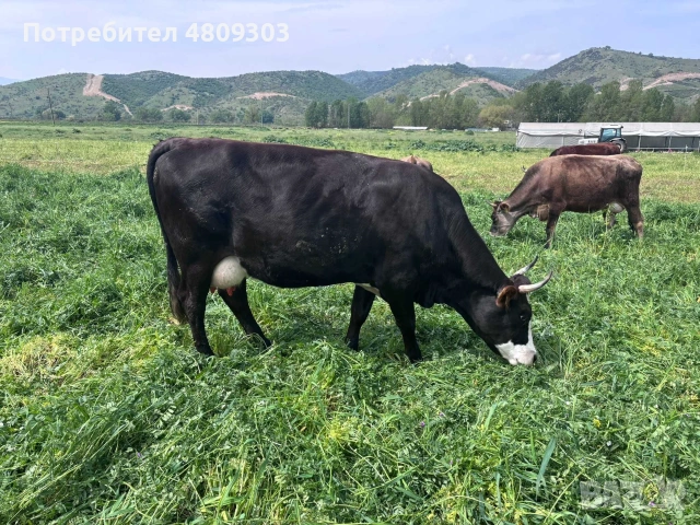 Крави.          . , снимка 11 - Крави - 55177203