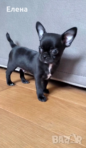 чихуахуа чистокръвно късокосместо момче 