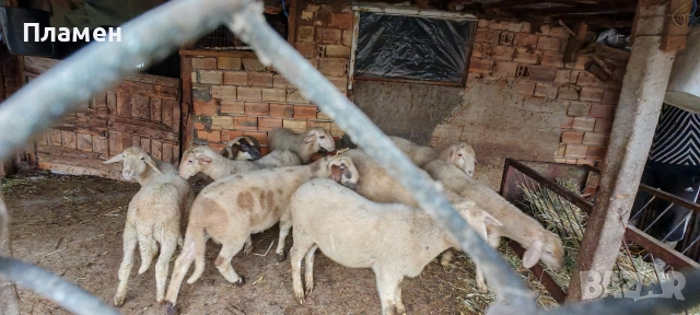 Агнета 6 евро живо тегло 