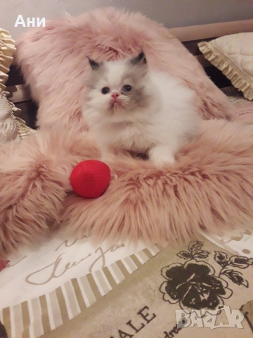 Котенце като Картичка, снимка 2 - Персийска - 53952128