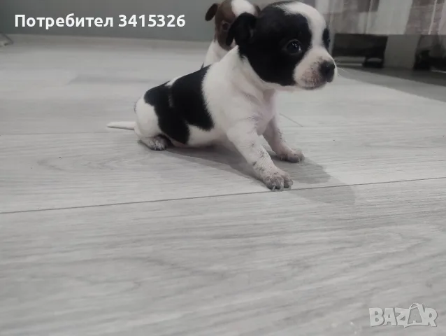 чихуахуа уникални , снимка 4 - Чихуахуа - 55430348