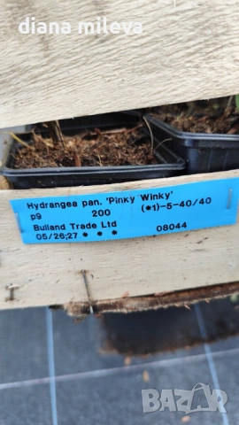 Хортензия паникулата Пинки Уинки, Hydrangea paniculata Pinky Winky, снимка 9 - Градински цветя и растения - 54722812