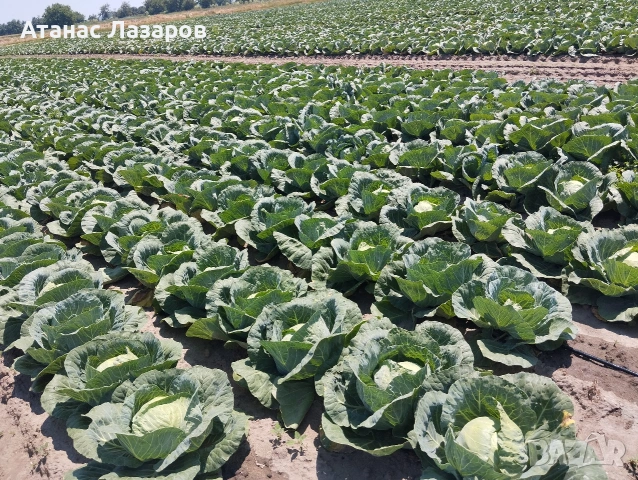 Продавам Ранно Зеле., снимка 3 - Домашни продукти - 54527656