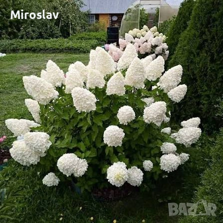 Хортензия „Полярна мечка“, снимка 3 - Градински цветя и растения - 54678180