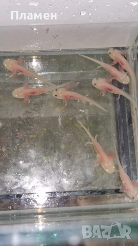 Аксолотъл Амбистома , снимка 2 - Рибки - 54206870