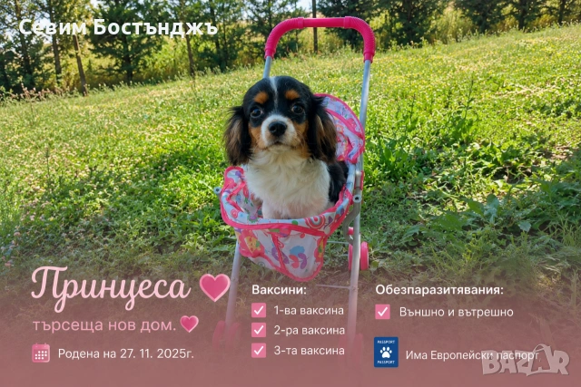 Принцеса на 7 седем месеца търси своят нов дом.