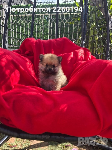 Померан Померанче, снимка 3 - Померан - 54347522