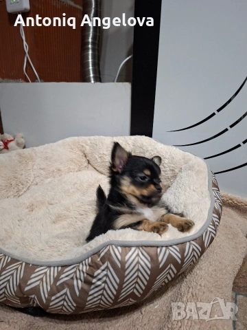 момченце чихуа , снимка 5 - Чихуахуа - 54017935