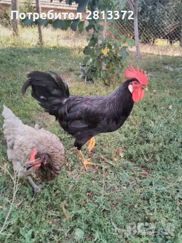 Петли Петел Черен Легхорн Leghorn