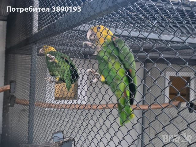 Двойка оратрикс, снимка 3 - Папагали - 55148817
