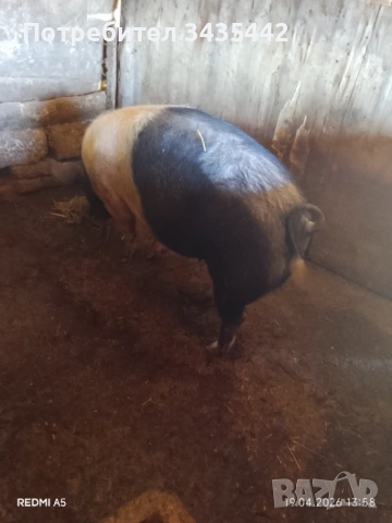Свиня , снимка 3 - Прасета - 54246872