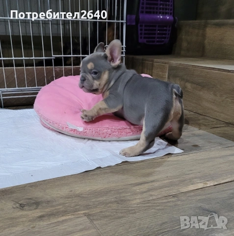 Френски булдог лилак тан (lilac tan), снимка 2 - Френски булдог - 54724266