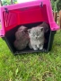 Британски котенца, снимка 3