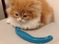 Продавам персийски котенца , снимка 2