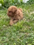 Той пудел / Toy poodle, снимка 8