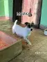 Джак Ръсел Териер, снимка 8