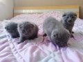 Шотландски клепоухи, снимка 1