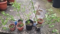 Продавам растение Зимен Жасмин (Jasminum nudiflorum), снимка 2